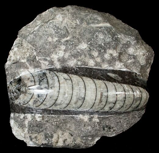 Small Polished Orthoceras (Cephalopod) #18157